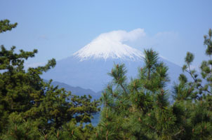 三保の松原より富士を望む