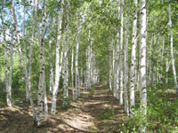 美しい白樺の木立