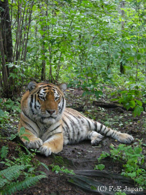 極東ロシアのアムールトラ
