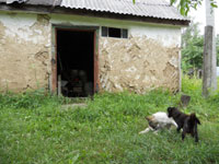 土蔵と犬