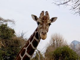 野毛山動物園