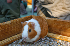 野毛山公園・動物園訪問