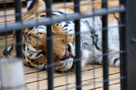 野毛山公園・動物園訪問