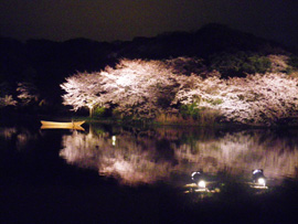 三渓園夜桜鑑賞会