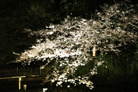 三渓園夜桜鑑賞会