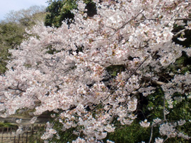 三渓園夜桜鑑賞会