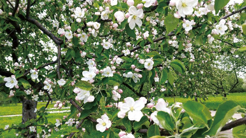 コローメンスコエ