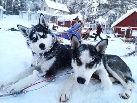 シベリアンハスキー