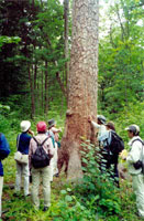 �w�t�c�B�[�����R�ی��