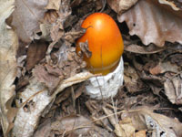 �����t�̒��������̂��������L�m�R