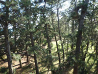 �O�ۂ̏���