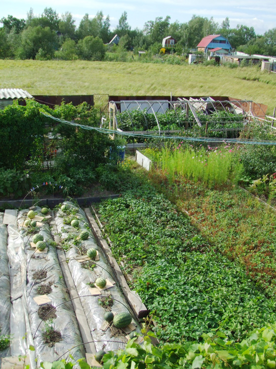 ロシア極東・ハバロフスク郊外のダーチャの菜園
