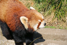 野毛山公園・動物園訪問
