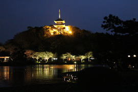 三渓園夜桜鑑賞会