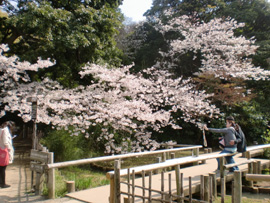 三渓園夜桜鑑賞会